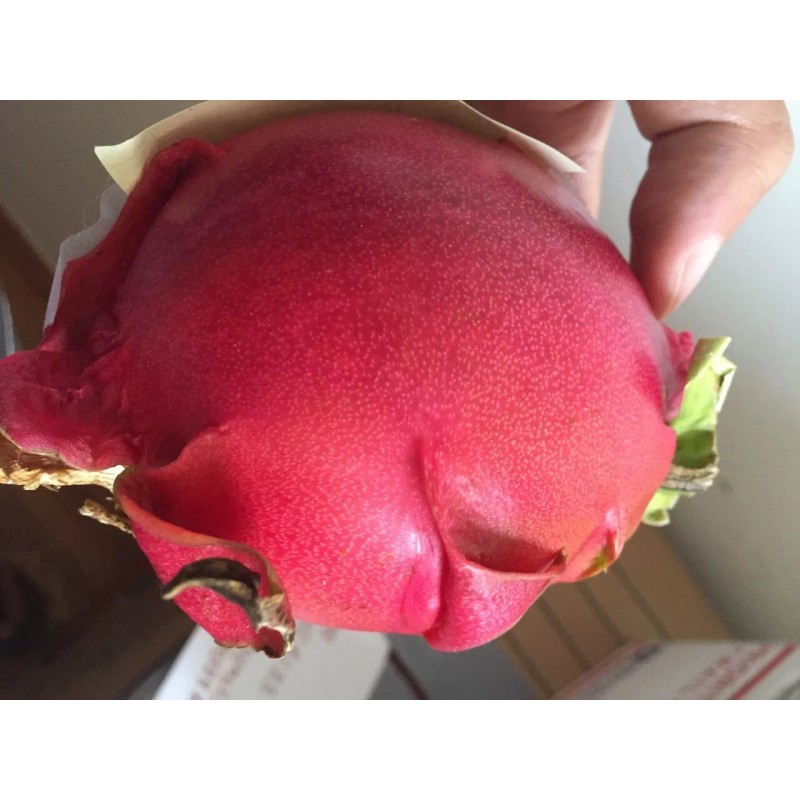 Cactus Red Dragon Fruit 2 Cutting 9-14" Hailey's Comet