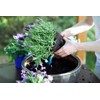 Organic Lavender Soil Mix by Gardenera - Provide The Best