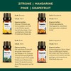 Organic Essential Oils Set of 12 - Natural Relaxation for