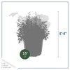 Live Aromatic and Edible Herb Assortment (Lemon Verbena, Eucalyptus, Mint,