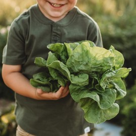 Tennis Ball Heading Lettuce - 150 Seeds - Historic Heirloom & Open-Pollinated Variety, Non-GMO Vegetable Seeds for Planting Indoors or Outdoors in Containers or The Home Garden, Thresh Seed Company