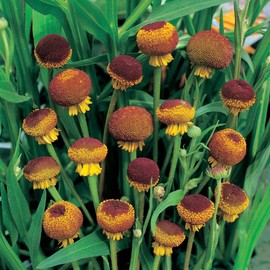 Outsidepride Autumn Lollipop Helenium Seeds - 500 Pcs Easy to Grow, Self-Sowing Perennial Flower Seeds for Planting with Attractive Blooms for Cut Flower Arrangements, Borders, & Pollinator Gardens