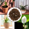 Peace Lily Potting Soil Mix (2 Quarts), for Planting, Growing,