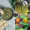 Survival Garden Seeds - Toma Verde Tomatillo Seed for Planting