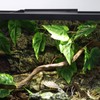 Aiicioo Reptile LED UVB Light - LED Terrarium Light with