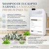 Shampoo a Granel sin Sulfatos de Eucalipto Brillo Excepcional 1