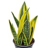 Live Snake Plant, Sansevieria Golden Flame, Plant Lover Gift, Housewarming