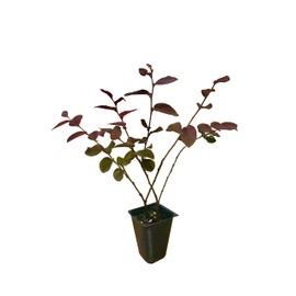 Loropetalum Plum Delight | 40 Live Plants | Loropetalum chinense VAR. rubrum | Evergreen Shrub for Landscaping | Purple Foliage Accent Plants for Gardens