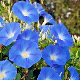 Little Seed Store 40+Blue MORNING GLORY Flower Seeds Climbing Flowering Vine Container Pollinators