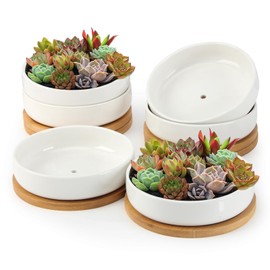 ZOUTOG Succulent Pots,6 Inch Succulent Planters with Drainage and Tray,White Ceramic Planters for Indoor Plants,Round Shallow Flower Plant Pots,6 Pack