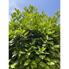 Fresh 20, Fresh picked Organic Bay Leaves Leaf, Laurus Nobilis,   Med-  Large leaves