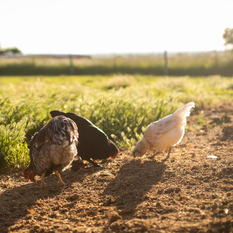 The Chicken Chick Sweet Coop, Zeolite Bedding Enhancer, 5lb Bag