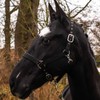 Pferdelinis Halter for Warmblood, Thoroughbred, Cold Blood, Pony - Stable