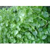 2000+ Seeds Crab Claw Herb Seeds rau cang cua Pepper
