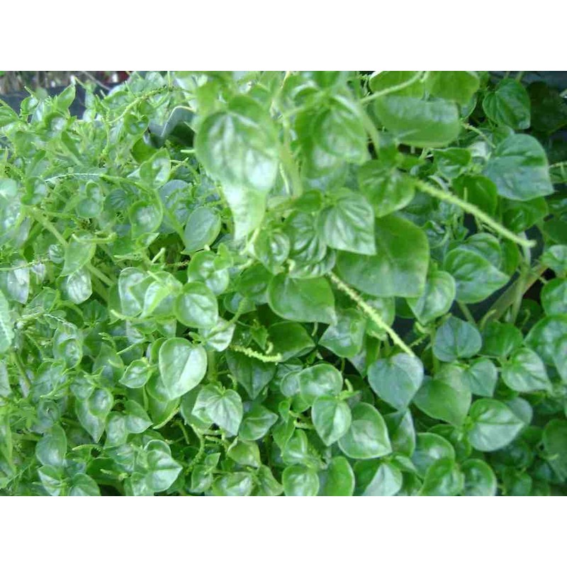 2000+ Seeds Crab Claw Herb Seeds rau cang cua Pepper
