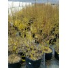 Forsythia X intermedia 'Lynwood Gold' (Forsythia) Shrub, yellow flowers, #3