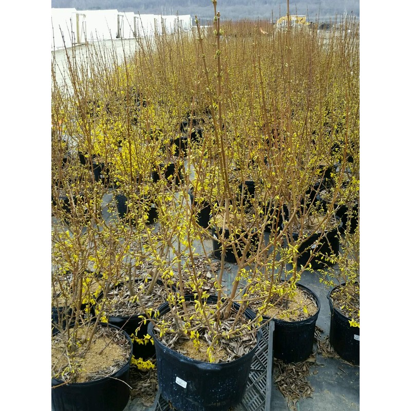 Forsythia X intermedia 'Lynwood Gold' (Forsythia) Shrub, yellow flowers, #3