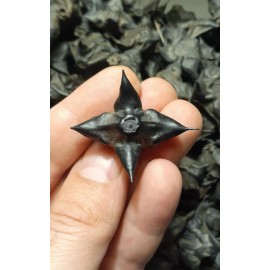 DEVILS POD, TRAPA NATANS WATER CHESTNUTS LOT OF 20 ARTS CRAFTS GRIDS PROTECTION