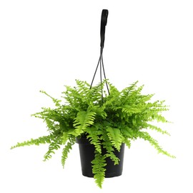 Hanging Boston Fern Live Plant in 6" Hanger, Real Ferns for Outdoors, Pet Friendly & Air Purifying, Low Light Outdoor or Indoor Houseplants, Easy Care Porch Plant by Plants for Pets