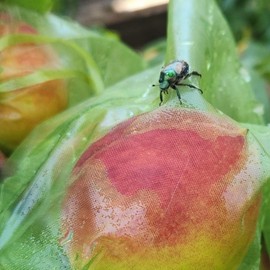 60 Pcs 5.9''×7.8'' Drawstring Fruit Netting Bags, Reusable Garden Netting Bags, Medium Fruit Protection Bags, Fruit Cover Mesh Bag for Fruit Trees Vegetable Floral