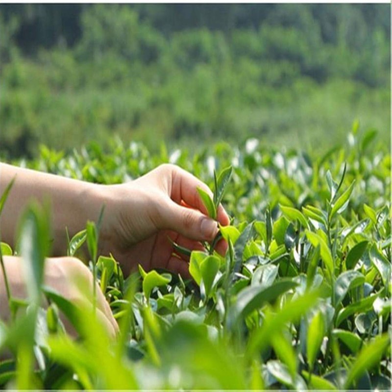 100g West Lake Longjing Tea Dragon Well Tea Long Jing