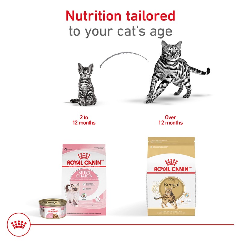 Royal Canin Feline Breed Nutrition Bengal Adult Dry Cat Food,