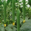 Fresh 100 Luffa Gourd - Loofah Sponge Seeds -Hột Mướp