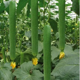 Fresh 100 Luffa Gourd - Loofah Sponge Seeds -Hột Mướp Hương -Organic NON-GMO for 2025 - 100 Seeds