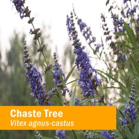 Herb Pharm Herb Pharm Chaste Tree Liquid Extract for Female Reproductive System Support - 1 Ounce (DCHASTE01)