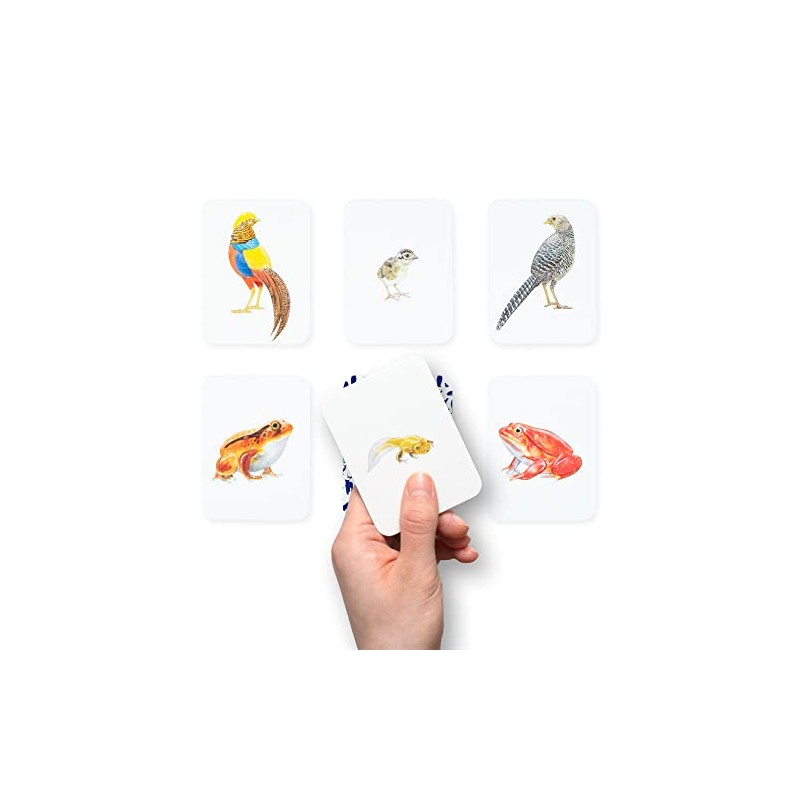 Laurence King Animal Family Match: A Matching Memory Game