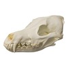 Coyote Skull (Teaching Quality Replica)