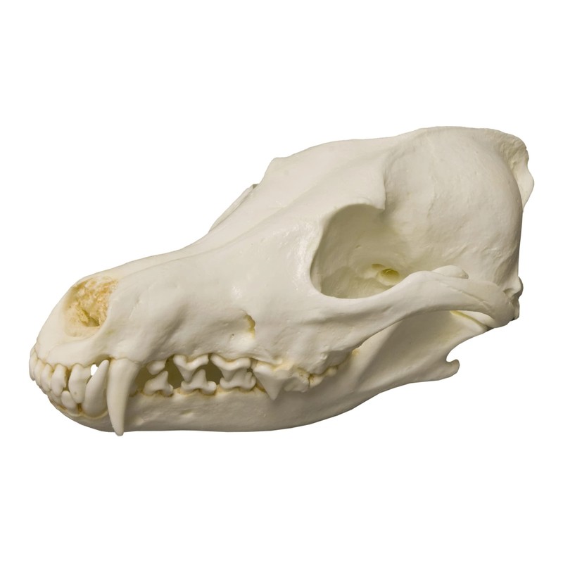 Coyote Skull (Teaching Quality Replica)