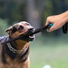 Marsrut Professional Dog No Bite Sticks Safely Separates Food Aggressions