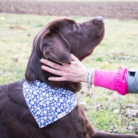 Pettsie Matching Dog Collar, Bandana, Friendship Bracelet, Durable Hemp, 4 Adjustable Sizes, Comfortable and Soft for Sensitive Skin, Carton Box, Strong D-Ring for Easy Leash Attachment, L, Blue