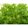 Viridis Hortus - Celery Leaf 5000 (1.56g's) Vegetable Seeds (Also