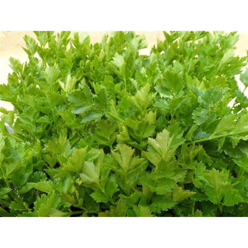 Viridis Hortus - Celery Leaf 5000 (1.56g's) Vegetable Seeds (Also