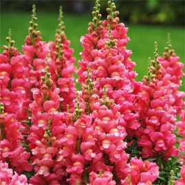 SATLOTY Garden Plants Flower Seeds 1000+ Dark Pink Snapdragon Flower Seeds
