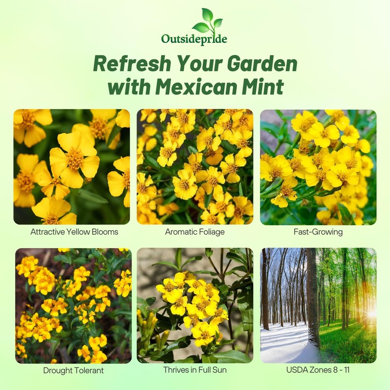 Outsidepride Mexican Mint Seeds - 1000 Perennial Herb Seeds for