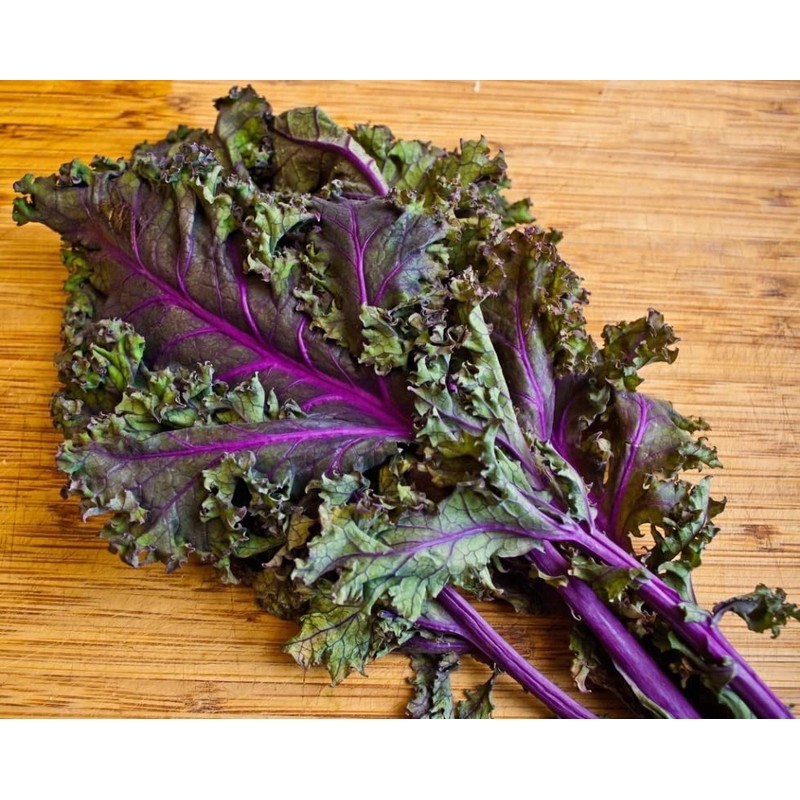 500 Red Russian Kale Seeds for Planting Heirloom Non GMO