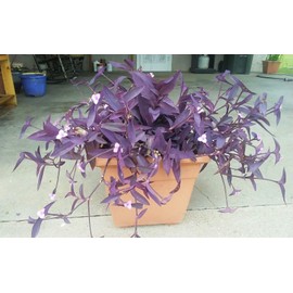 5 Cuttings Purple Heart Wandering Jew - Tradescantia Pallida Purpurea