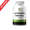 Natural Foundation Lactobacillus Salivarius Probiotic Supplement 240 Tablets 3 Billion