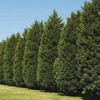 Leyland Cypress Tree, Fast-Growing Privacy Screen, Evergreen (2 Gallon (2-3