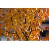 Bradford Pear, Pyrus calleryana, (Callery Pear) 30 Tree Seeds (Fast,