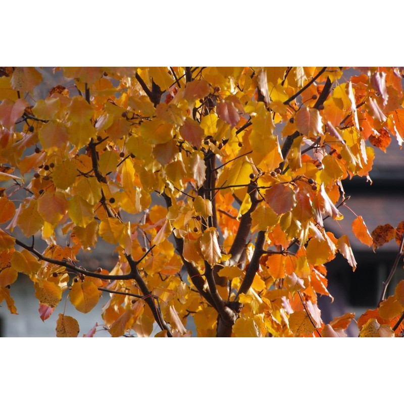 Bradford Pear, Pyrus calleryana, (Callery Pear) 30 Tree Seeds (Fast,
