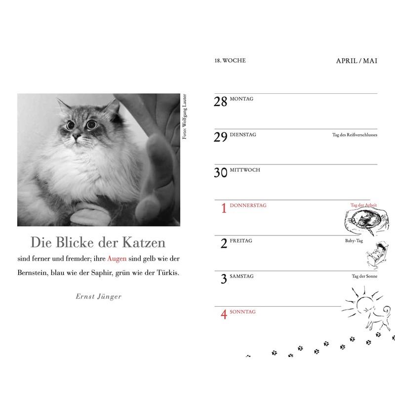 Katzen Taschenkalender 2025