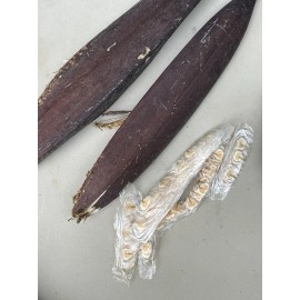 Manoa Valley Roots Spathodea campanulata 100 Seeds | African Tulip Tree | Grown In Hawaii Organic