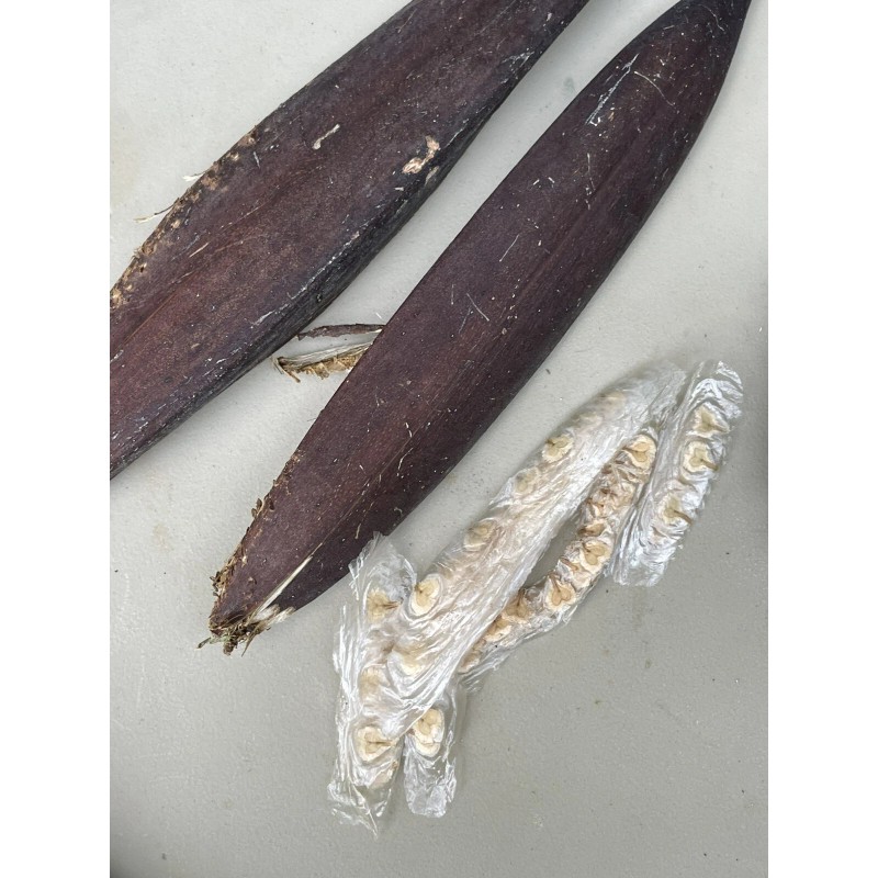 Manoa Valley Roots Spathodea campanulata 100 Seeds | African Tulip
