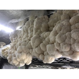 Unicorn Bag 10T for Mushroom Growers - 25 Count