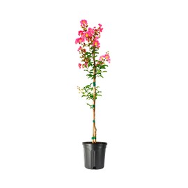 Crape Myrtle Tuscarora Plant | 2 Large Gallon Size Pots | Lagerstroemia Indica | Ornamental Flowering Tree | Pink Blooms Garden Plants