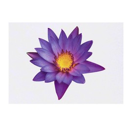 Large 'Beautiful Violet Water Lily' Temporary Tattoo (TO00073017)